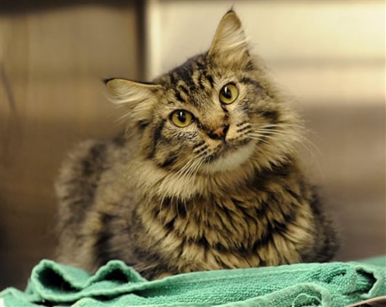 Charles the cat traveled 1,300 miles from his home in New Mexico to Chicago, where he was picked up as a stray. A microchip helped to find his owner.